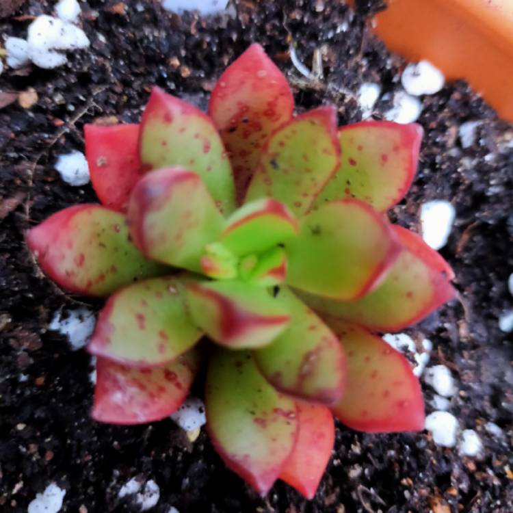 plant image 1357090