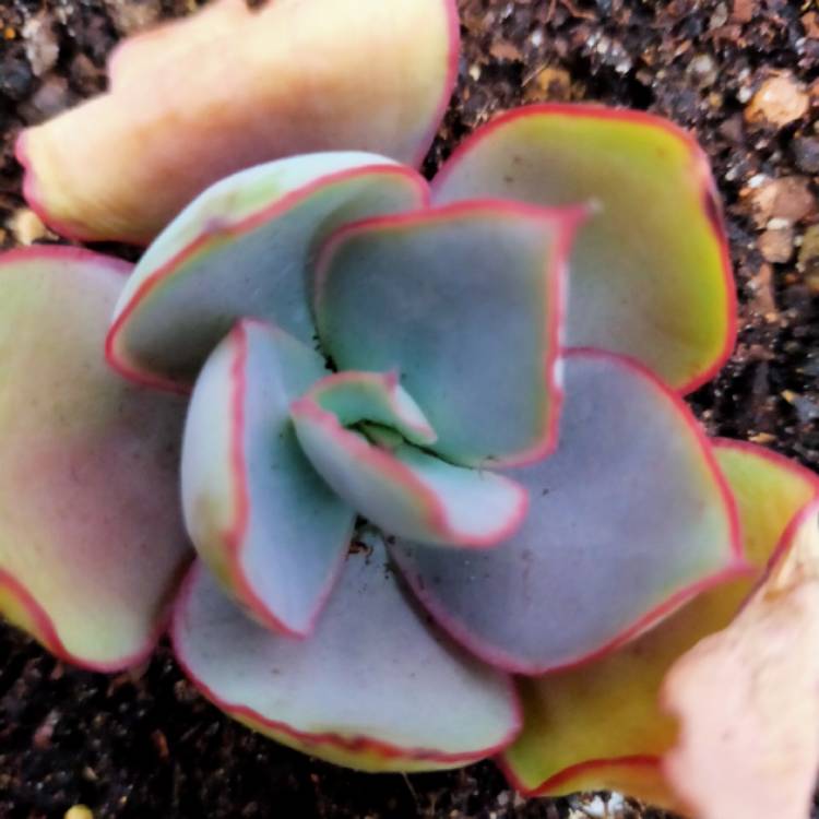 plant image 1357094