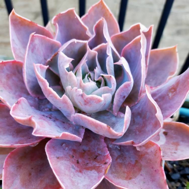 Plant image Echeveria Morning Light