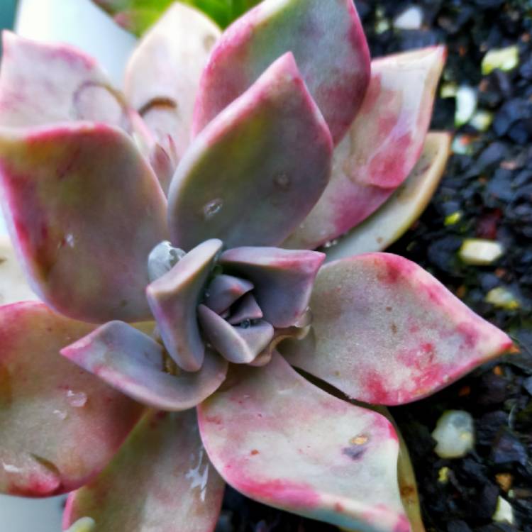 Plant image Graptopetalum Victor Kane