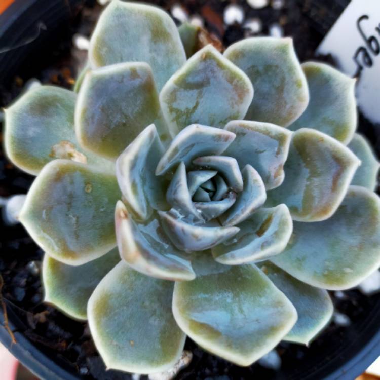 plant image 1371373