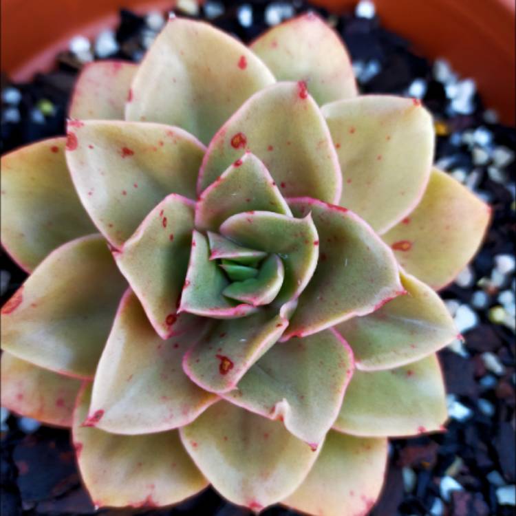 Plant image Echeveria Green Smile
