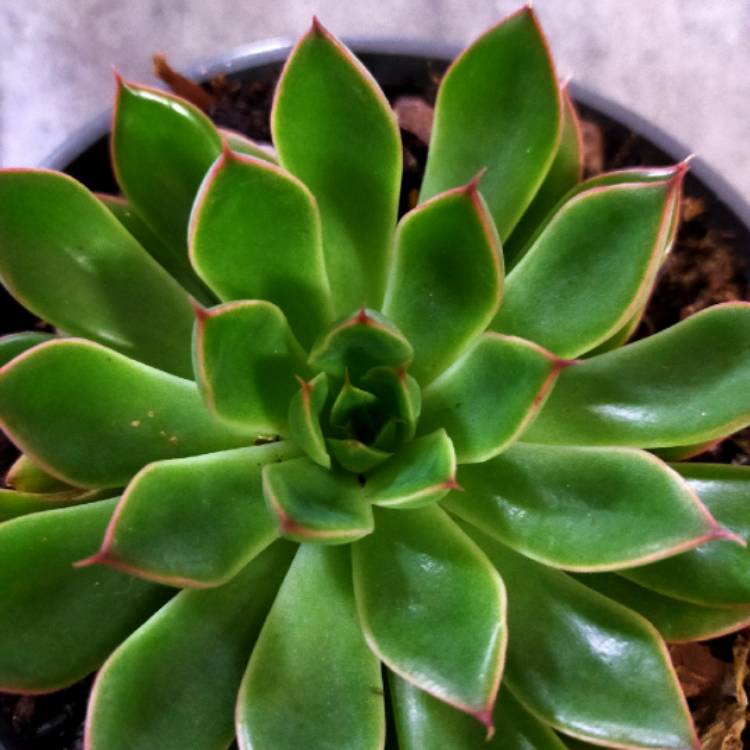 plant image 1371409