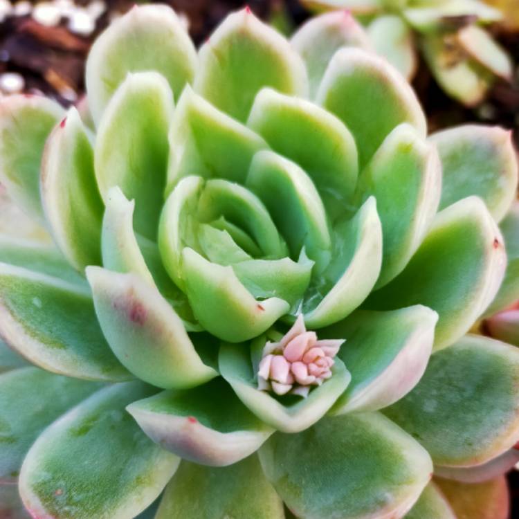 Plant image Echeveria Elegans Hybrid