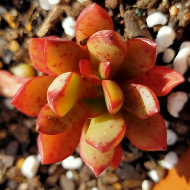 Plant image Echeveria Globuliflora