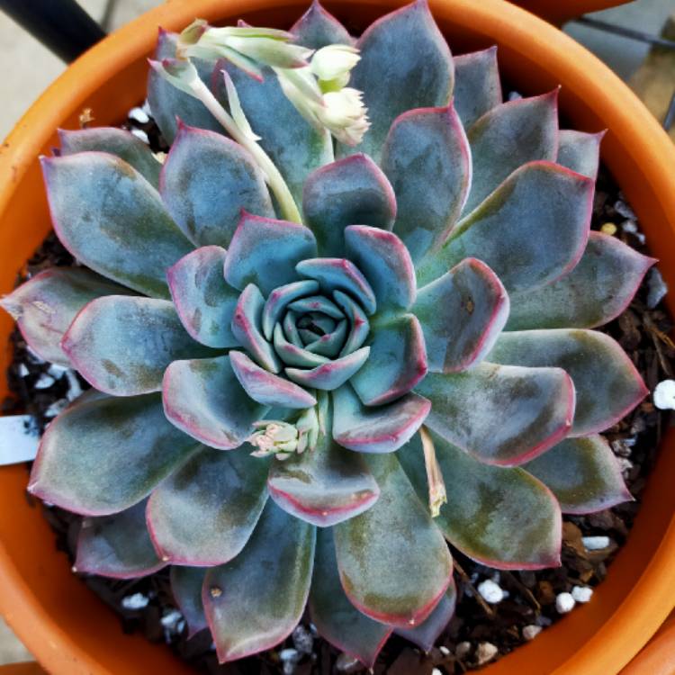 Plant image Echeveria Roulette