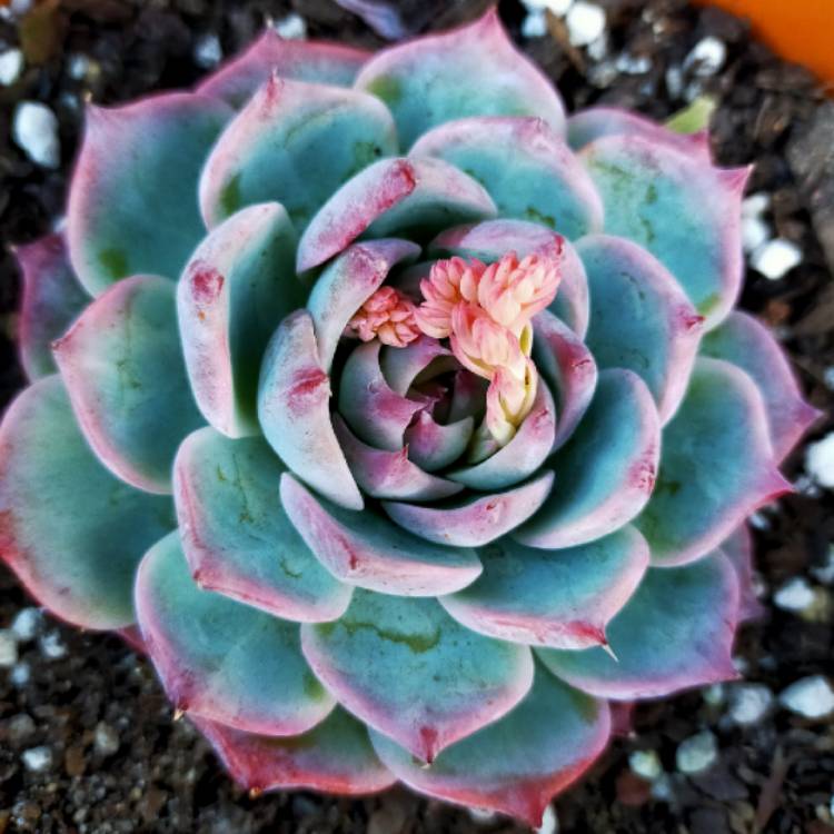 Plant image Echeveria Chihuahuaensis x Colorata Lindsayana