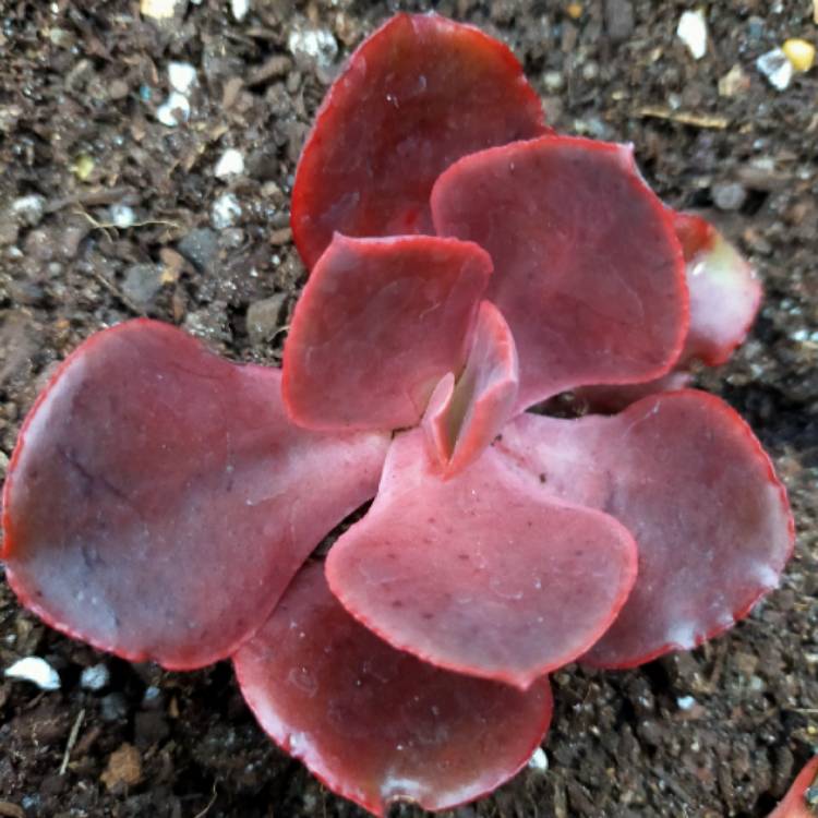 plant image 1381726
