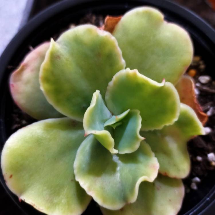plant image 1387115