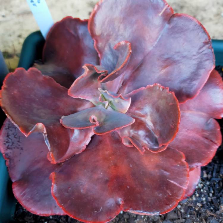 plant image 1400530