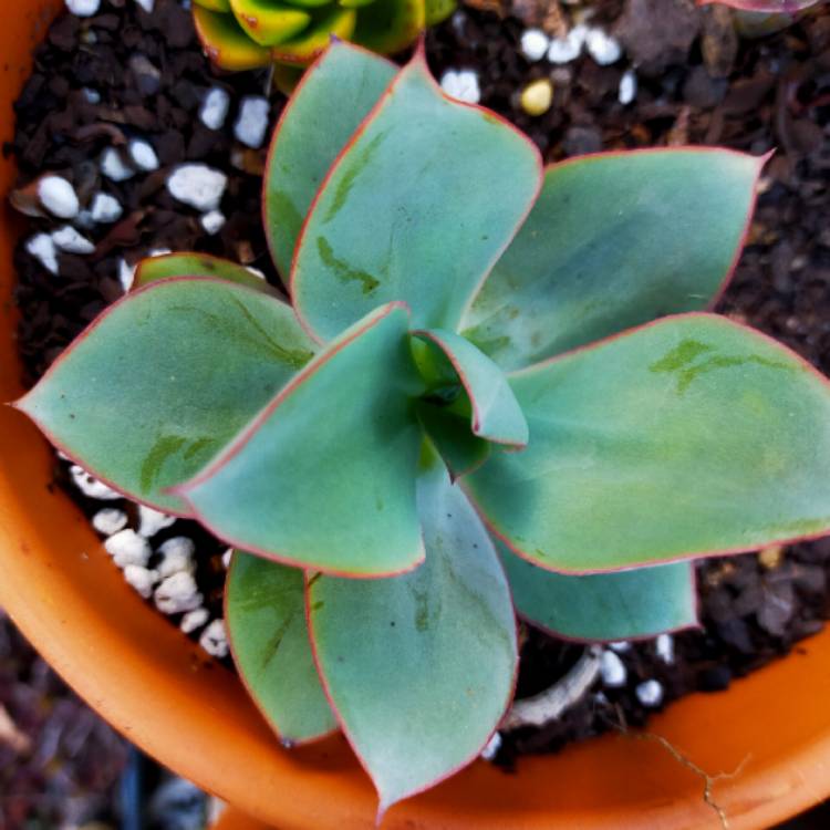 plant image 1403039