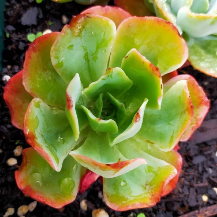 Plant image Echeveria Tsunami