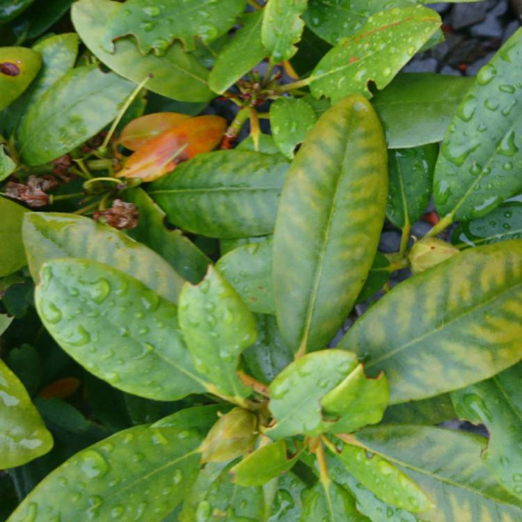 Plant image Rhododendron 'Snow Lady'