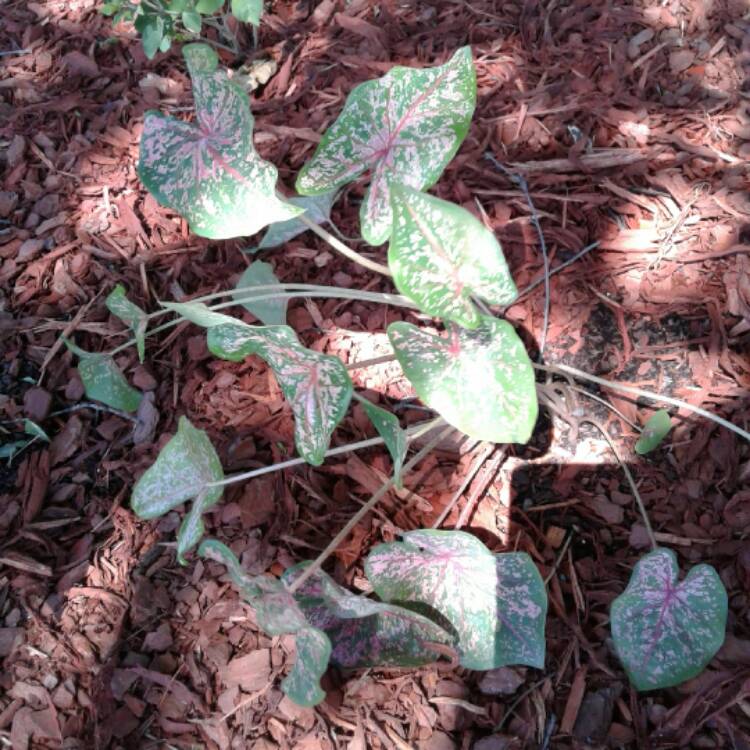 Plant image Caladium hortulanum 'Pink Cloud'