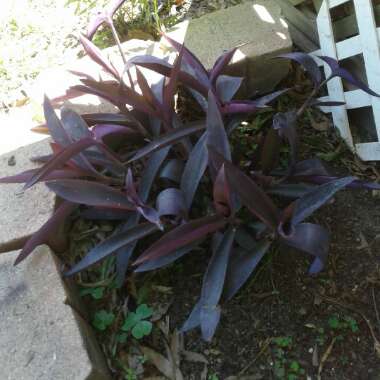 Purple-Heart Spiderwort 'Purpurea'