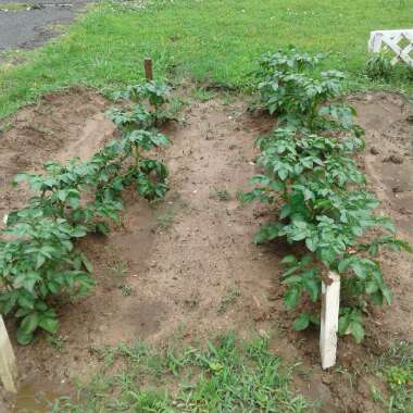 Brandi's garden