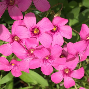 Barbara's garden