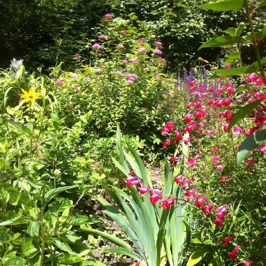 Plant image Penstemon 'Chester Scarlet'