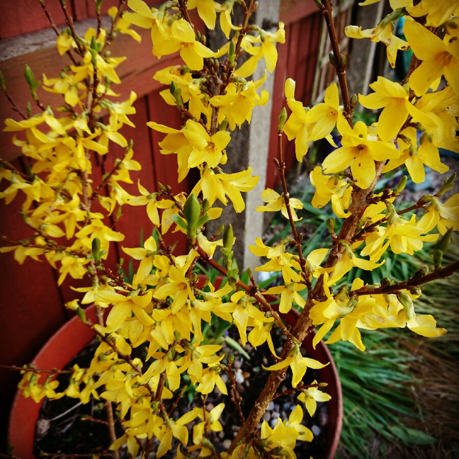 Barbara's garden