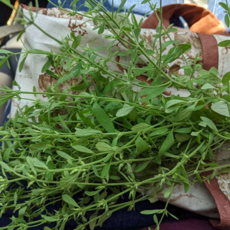 Plant image Mentha pulegium