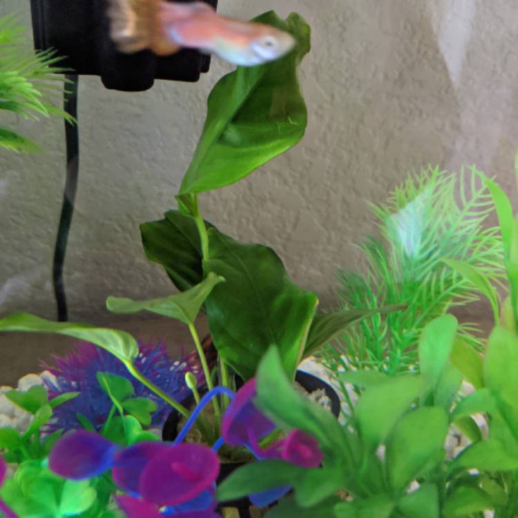 Plant image Anubias