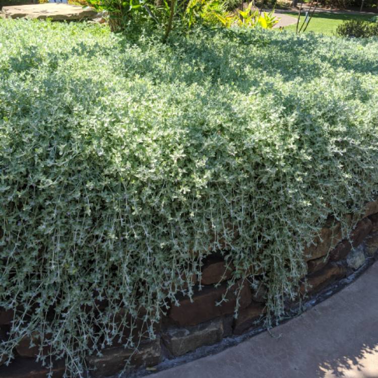 plant image 1329832