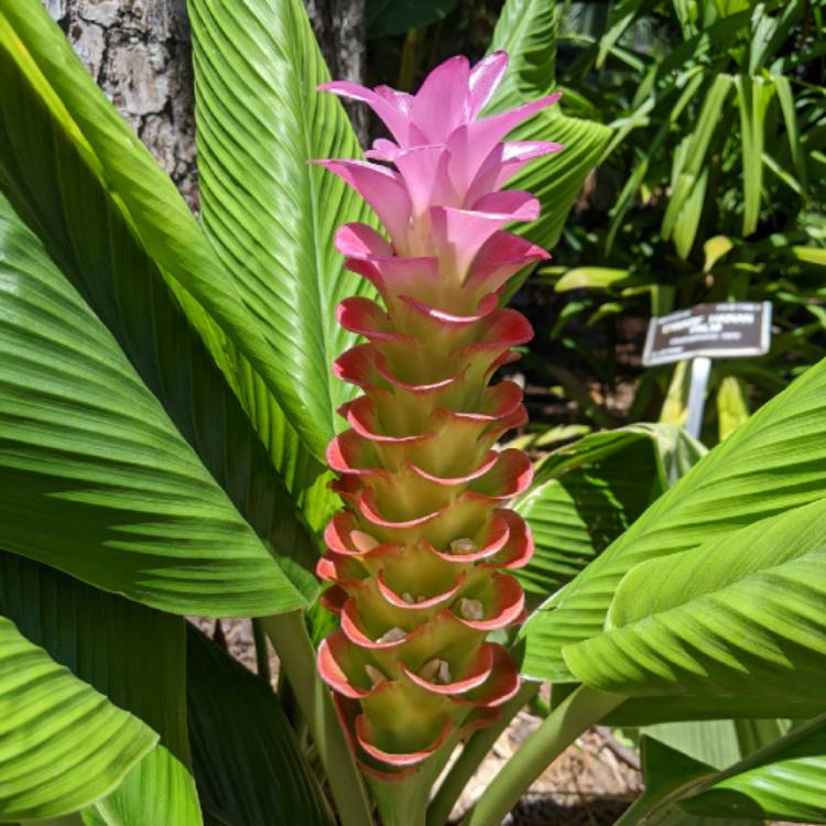 Plant image Kaempferia Roscoeana