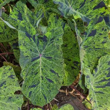 Elephant Ear 'Mojito'