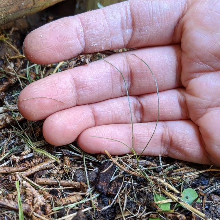 plant image 1329873