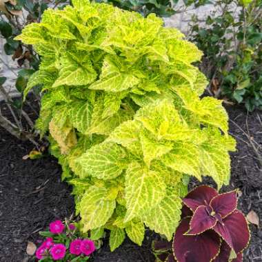 Coleus 'Electric Lime'