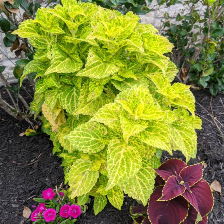 Plant image Solenostemon scutellarioides 'Ufo4335' syn. Solenostemon scutellarioides 'Electric Lime'