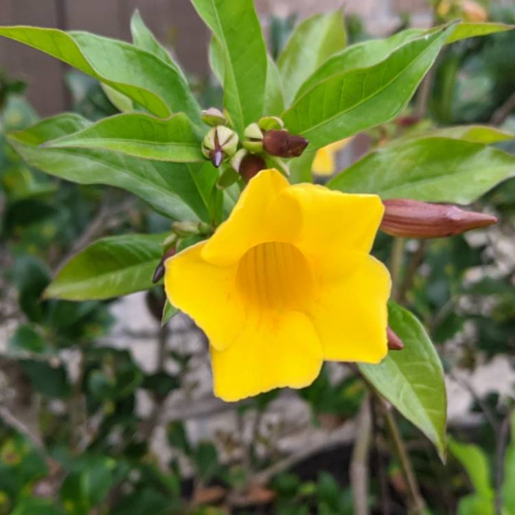 Plant image Allamanda cathartica
