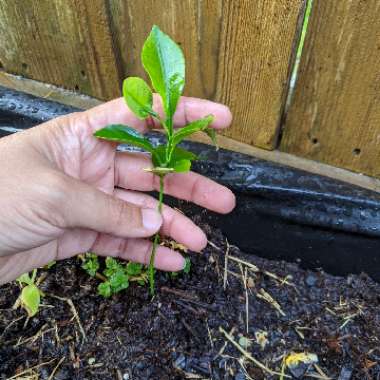 Navel Orange Tree 'Glen'