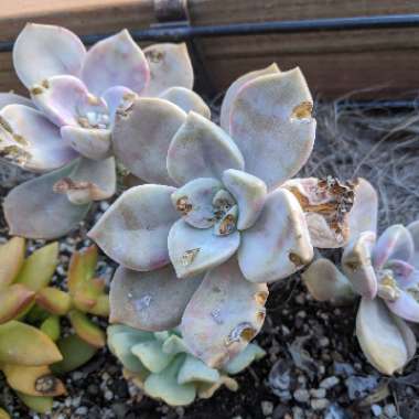 Succulent