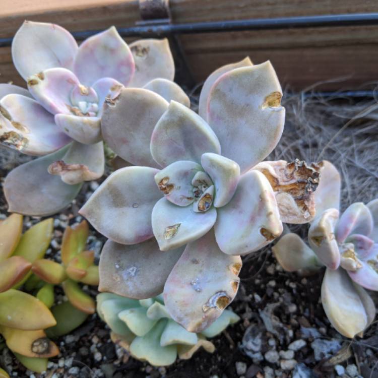 plant image 1368834