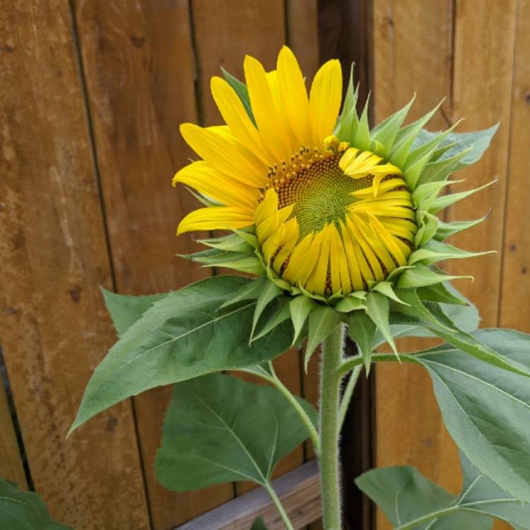 plant image 1374023