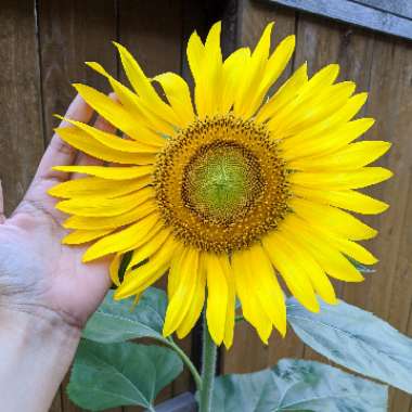 Sunflower 'Russian Mammoth'