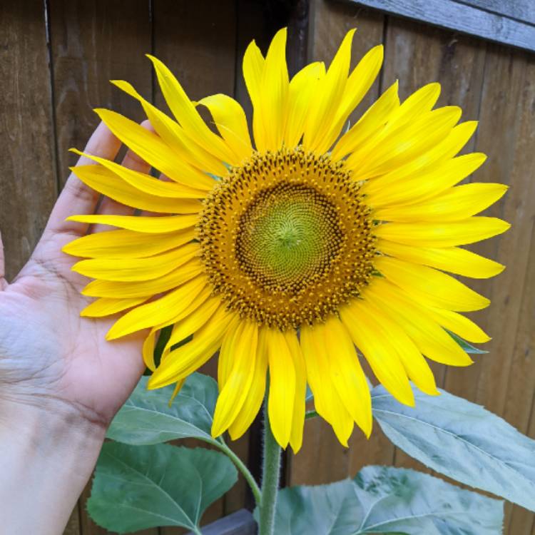 plant image 1375049