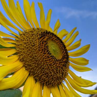 Sunflower 'Russian Mammoth'