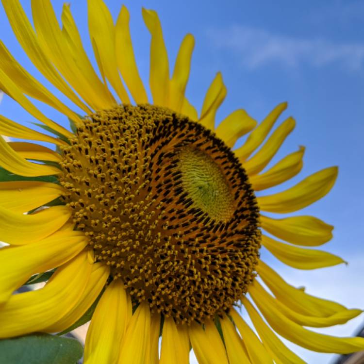 Plant image Helianthus annuus 'Russian Giant'