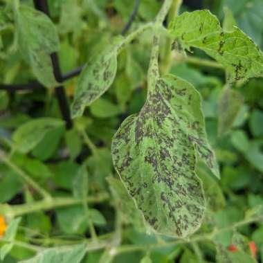 Solanum lycopersicum  syn. Lycopersicon lycopersicum