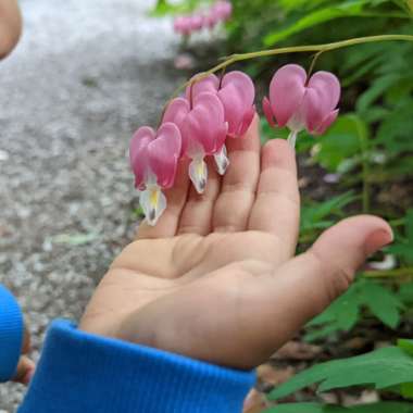 Bleeding Heart
