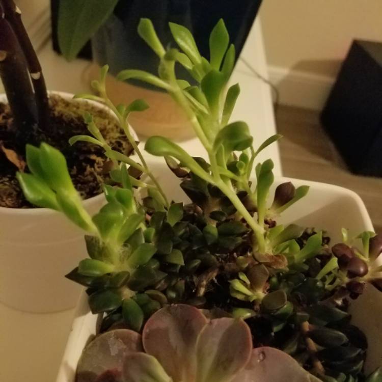 plant image 320734