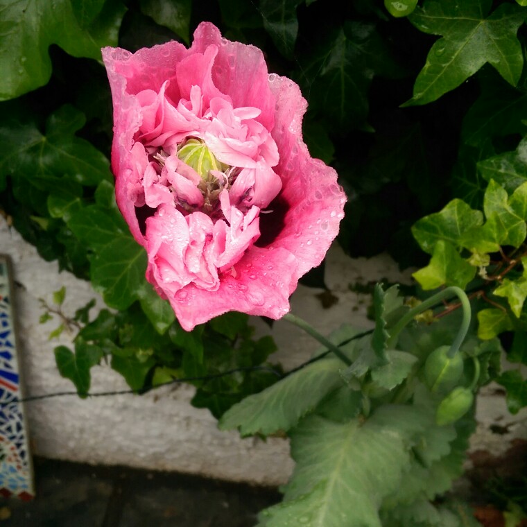 plant image 117339 plant image 117339