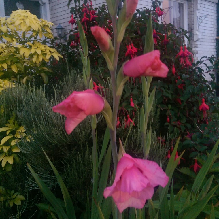 Plant image Gladiolus 'Lowland Queen'