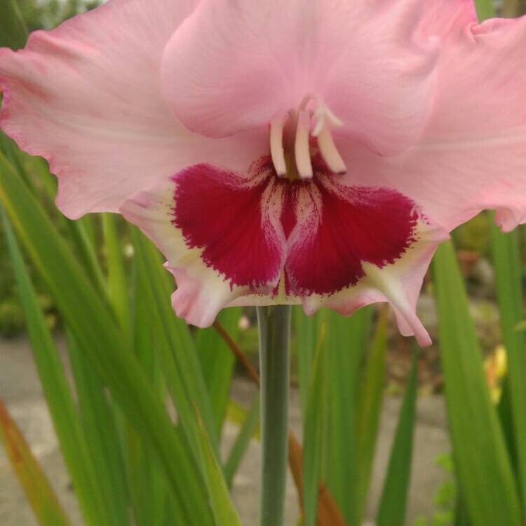 Plant image Gladiolus 'Lowland Queen'