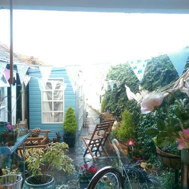Sarah's garden