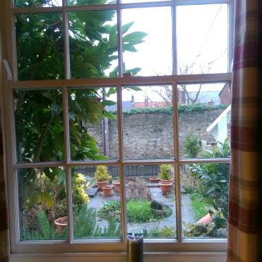 Sarah's garden