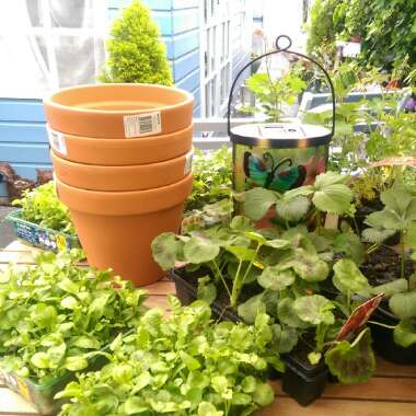 Sarah's garden