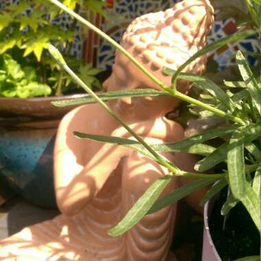 Sarah's garden
